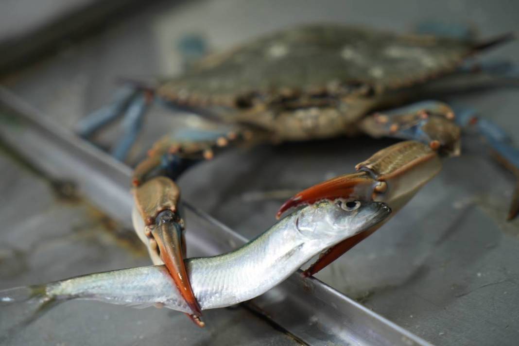 Denize açılan balıkçılar şoke oldu: Mavi tehlike Karadeniz'de! Böylesi ilk kez yaşanıyor 10
